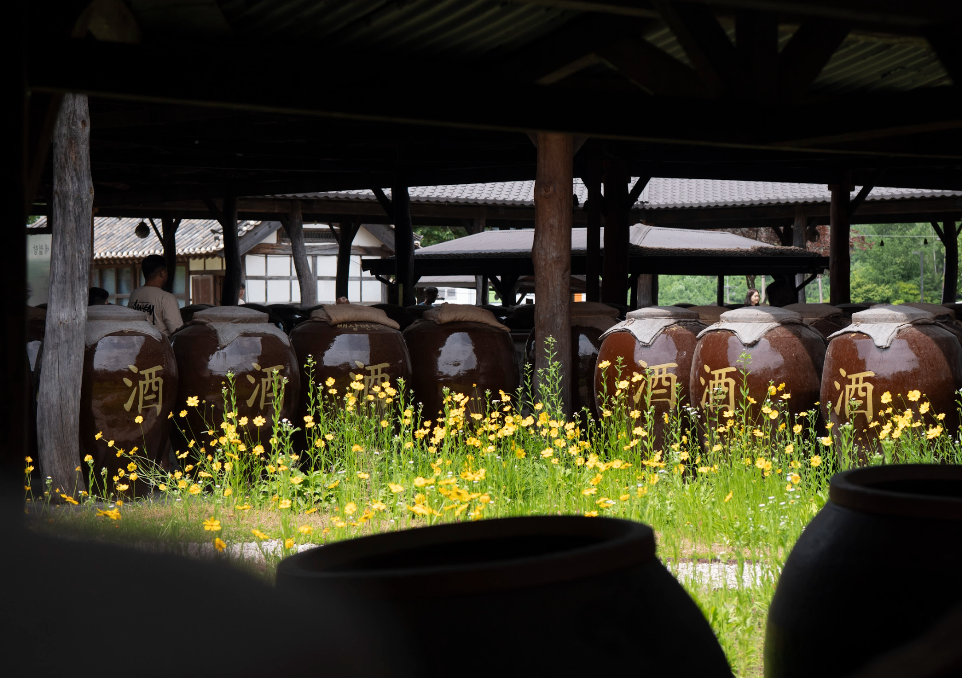Fermentation jars at Baesangmyeon Brewery — Gyeonggi Edition