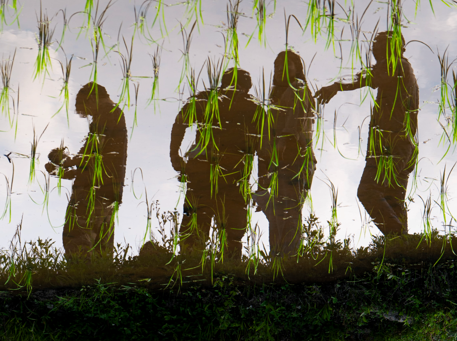 Reflections of guests in rice paddies during visit