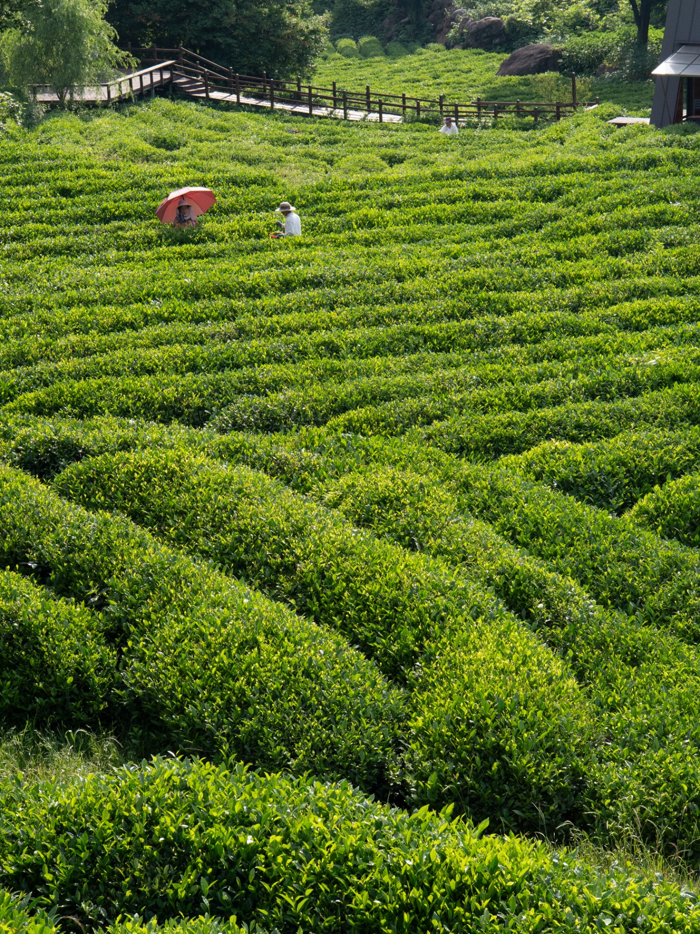 Expansive green tea fields with workers harvesting under red umbrellas in Jeolla