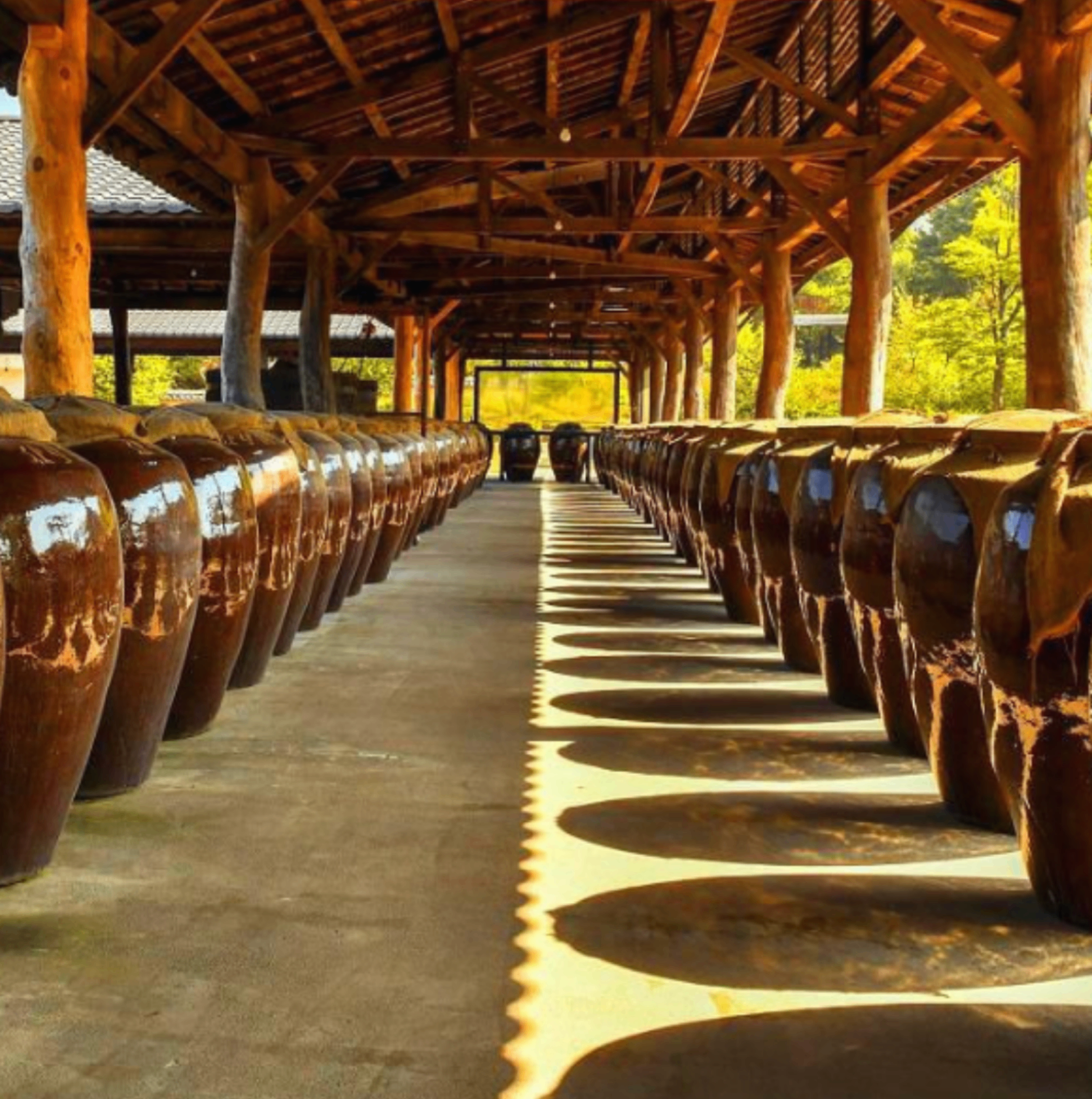 Traditional fermentation hall with rows of ceramic onggi jars under wooden beams