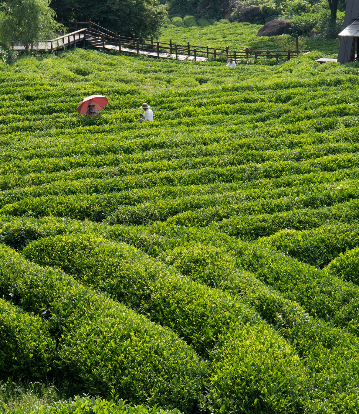 Serene green tea fields in Jeolla-do countryside