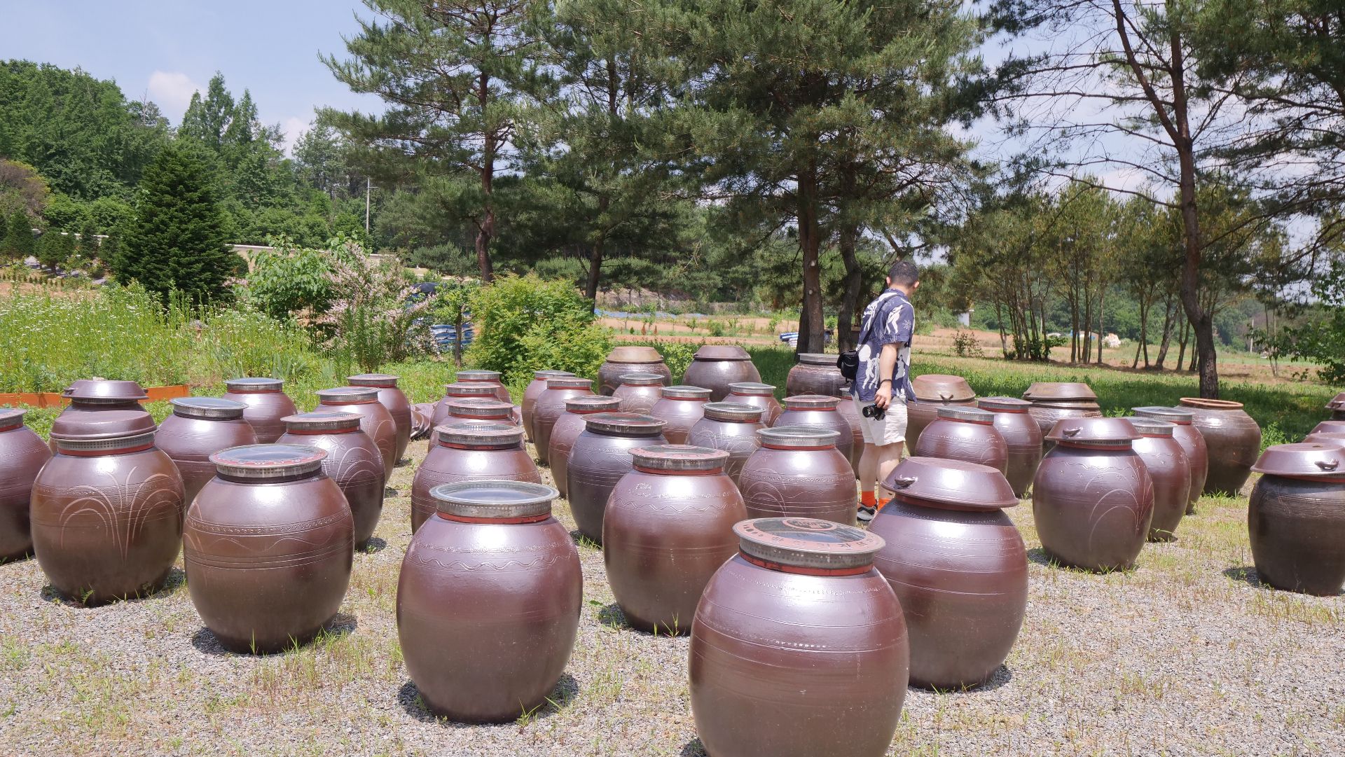 Traditional ceramic onggi jars arranged in rows at pottery workshop in Gyeonggi