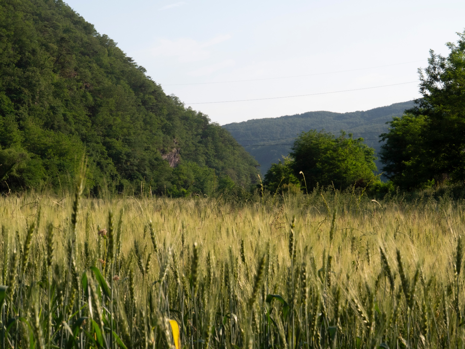 Golden grain field with mountains in Korean countryside
