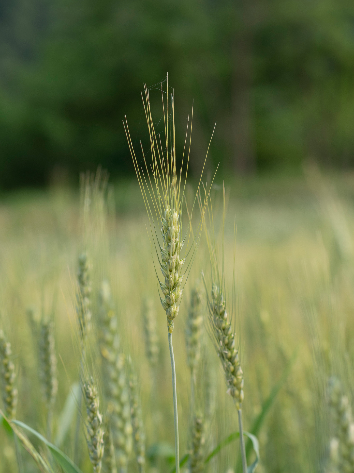 Close-up of green wheat heads in Andong fields — nature