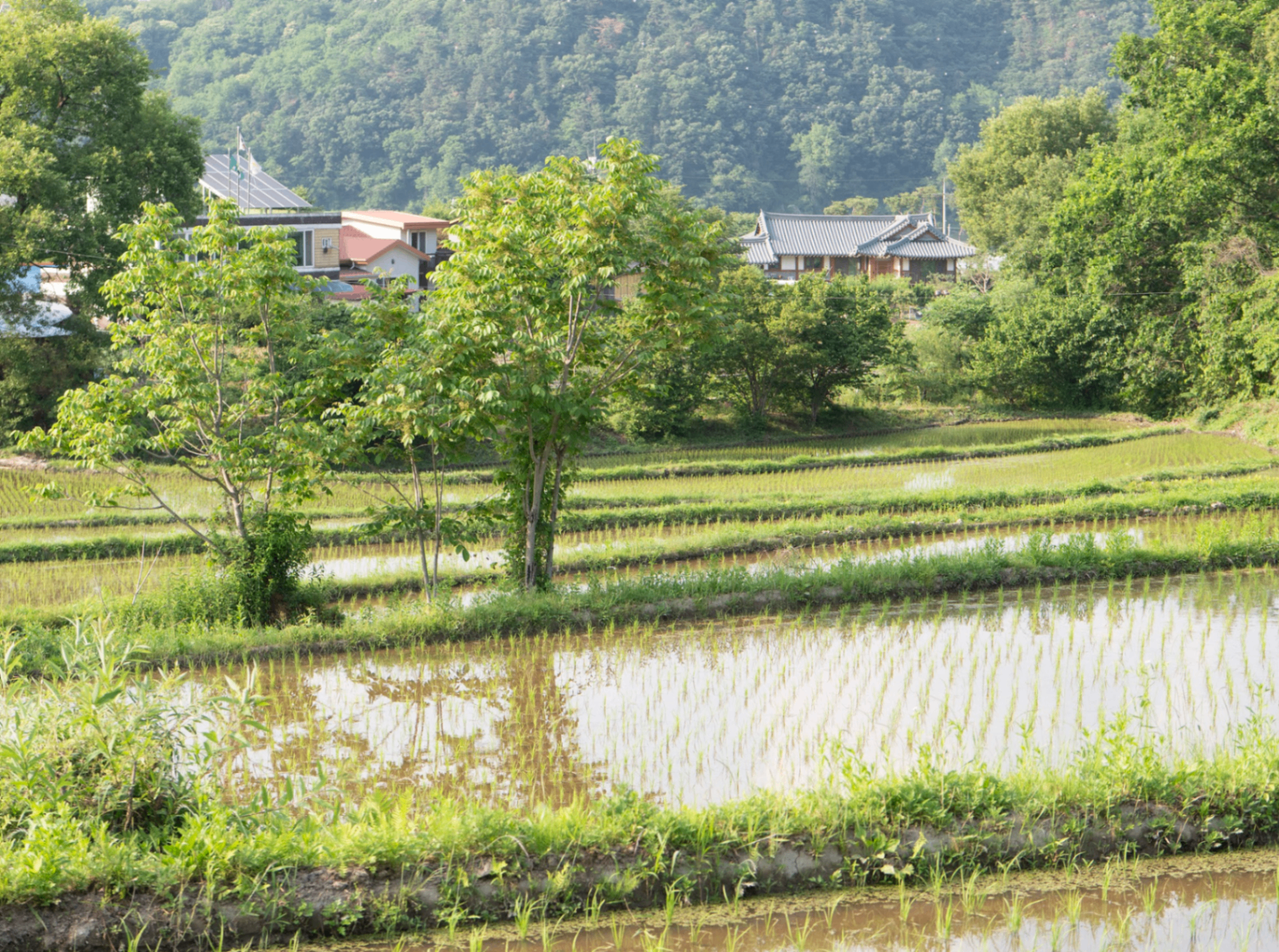 Terraced rice paddies reflecting summer sky in Gyeonggi